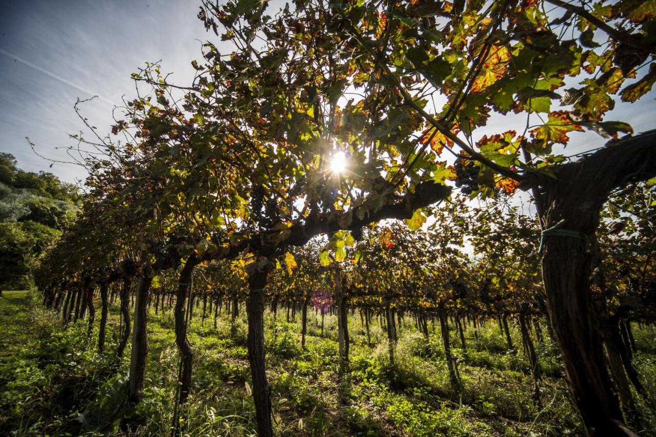 Agriturismo Le Volpi Baone Eksteriør bilde